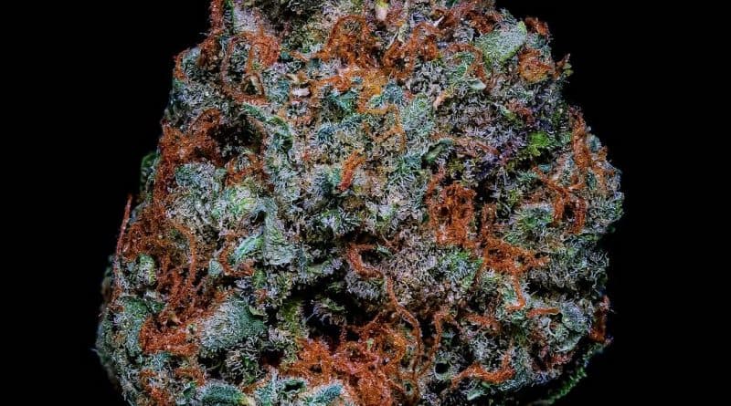Tauchen Sie ein in die Welt von Blue Zushi von Growerschoice
