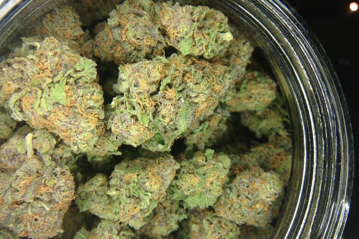 Exklusive Genetiken entdecken und direkt Cannabis Samen bestellen