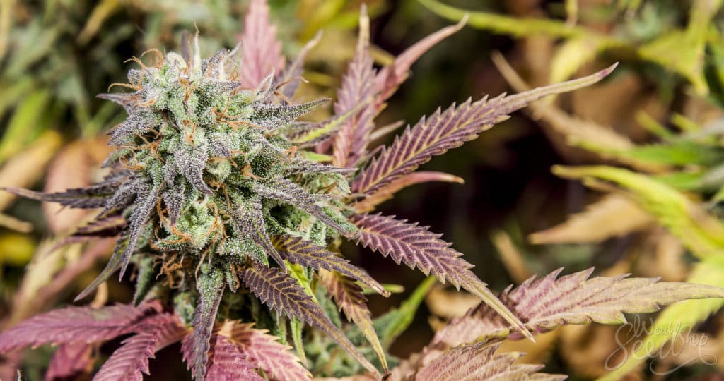 Internationale Gesetze zu double cheese strain