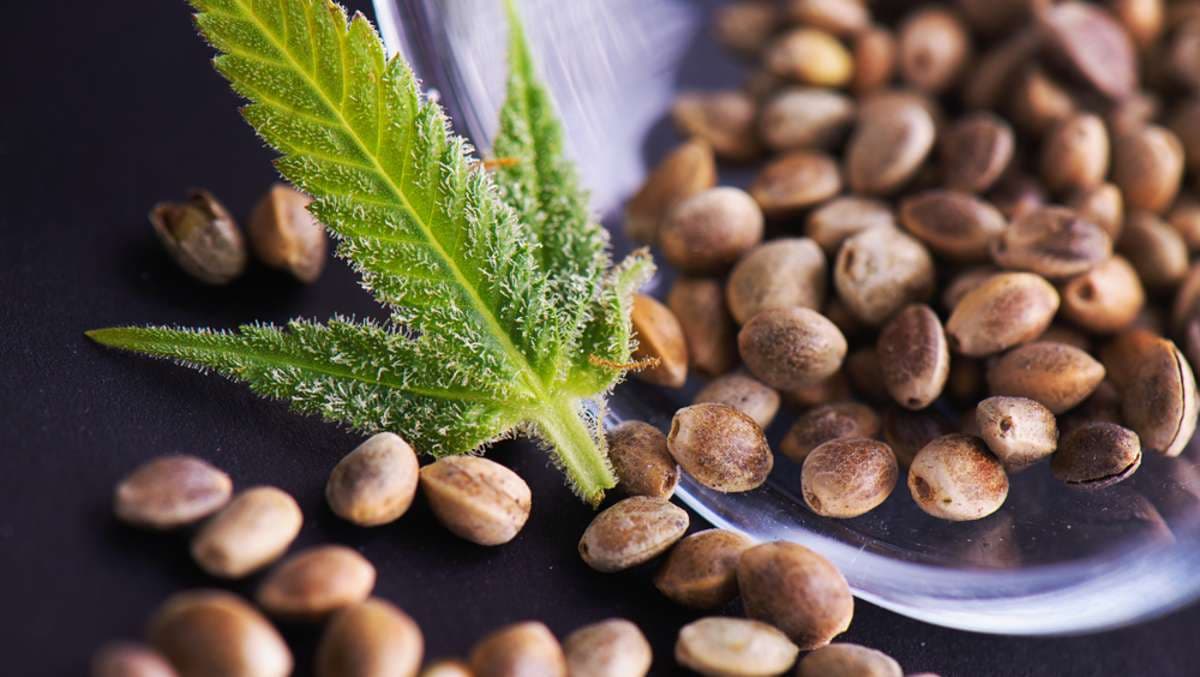 Geschlechtsspezifische Unterschiede in der Wirkung von Cannabis Samen