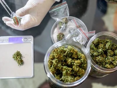 Exklusive Genetiken entdecken und direkt Cannabis Samen bestellen