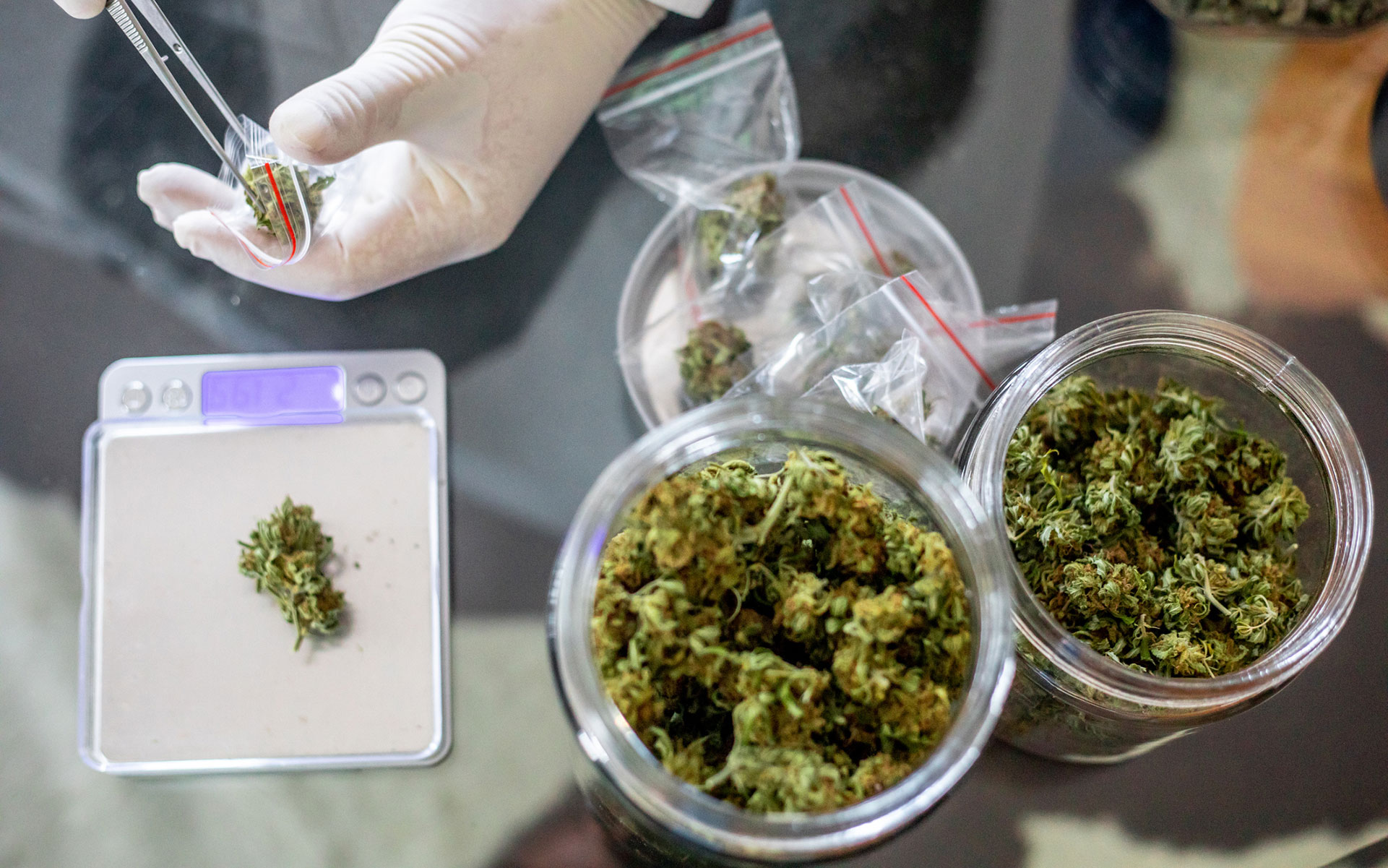Exklusive Genetiken entdecken und direkt Cannabis Samen bestellen